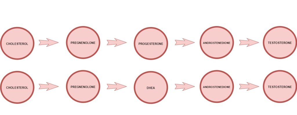 Diagram on the The regulation of testosterone production in males