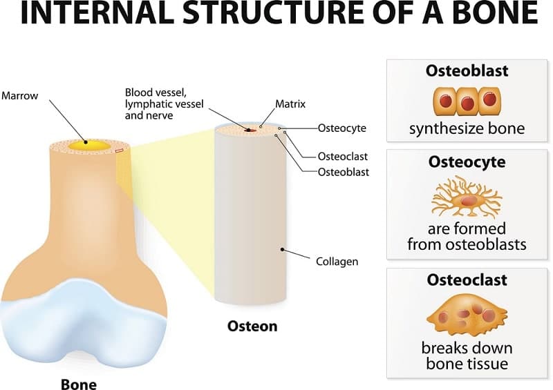 Internal strusture of a bone