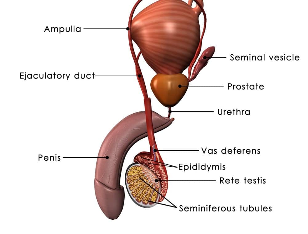 Male reproductive system