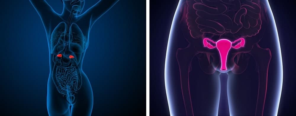 Testosterone Production in Women - Ovaries and Adrenal Glands