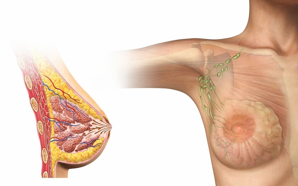 This illustration shows what breast tissue in post-adolescent women normally looks like