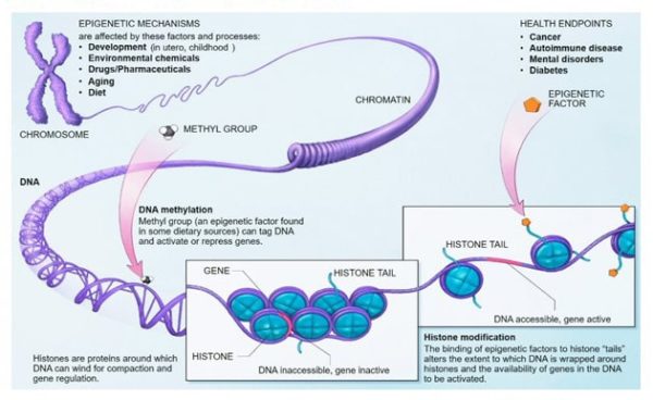 Does Human Growth Hormone Increase Cancer Risk | An Evidence-Based Approach