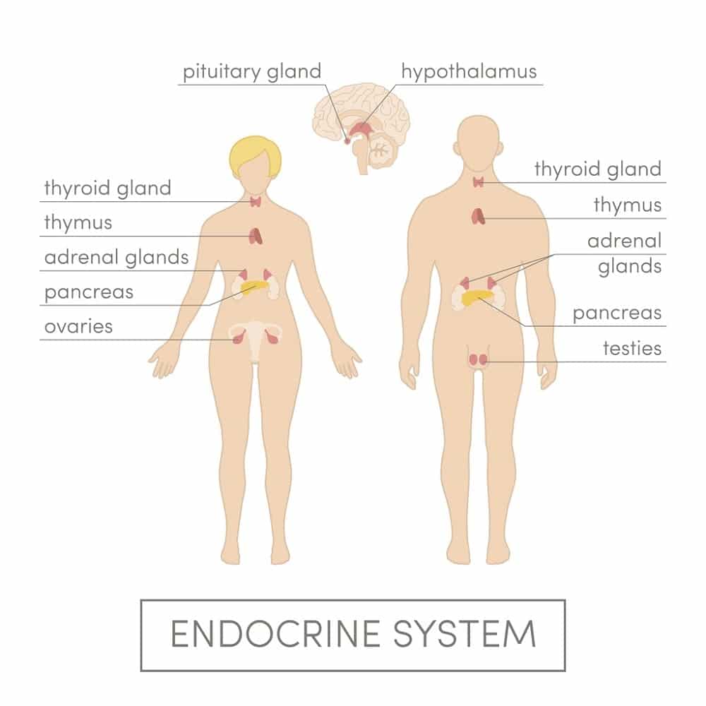 endocrine system