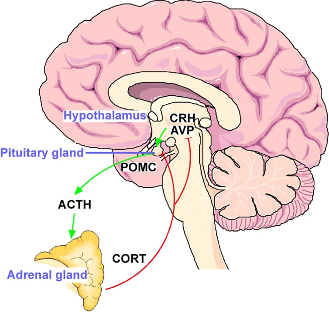 hypothalamic-pituitary-adrenal axis (HPA axis)