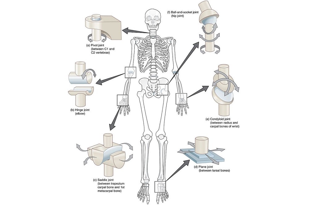 joints in our body