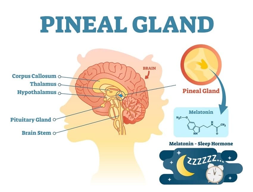 Pineal gland and melatonin secretion