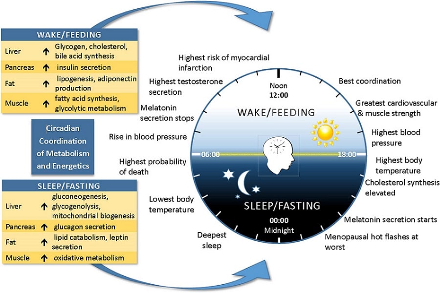 circadian rhythm