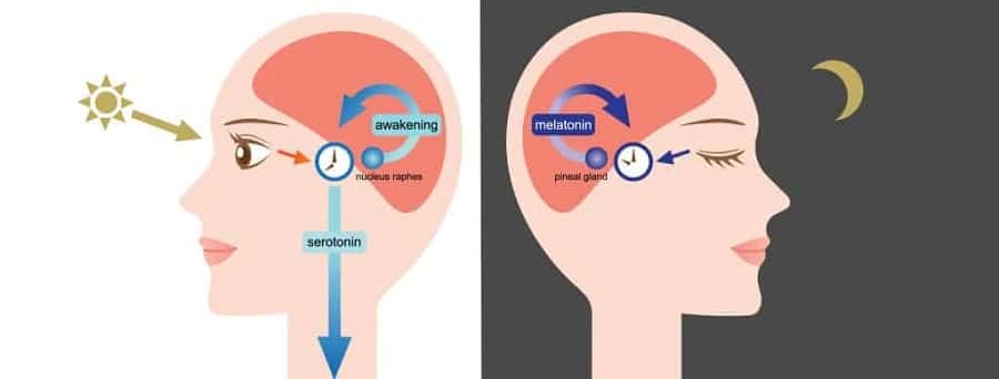 melatonin - seratonin relations