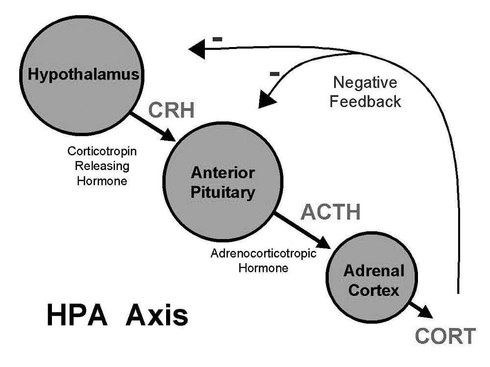 hpa axis