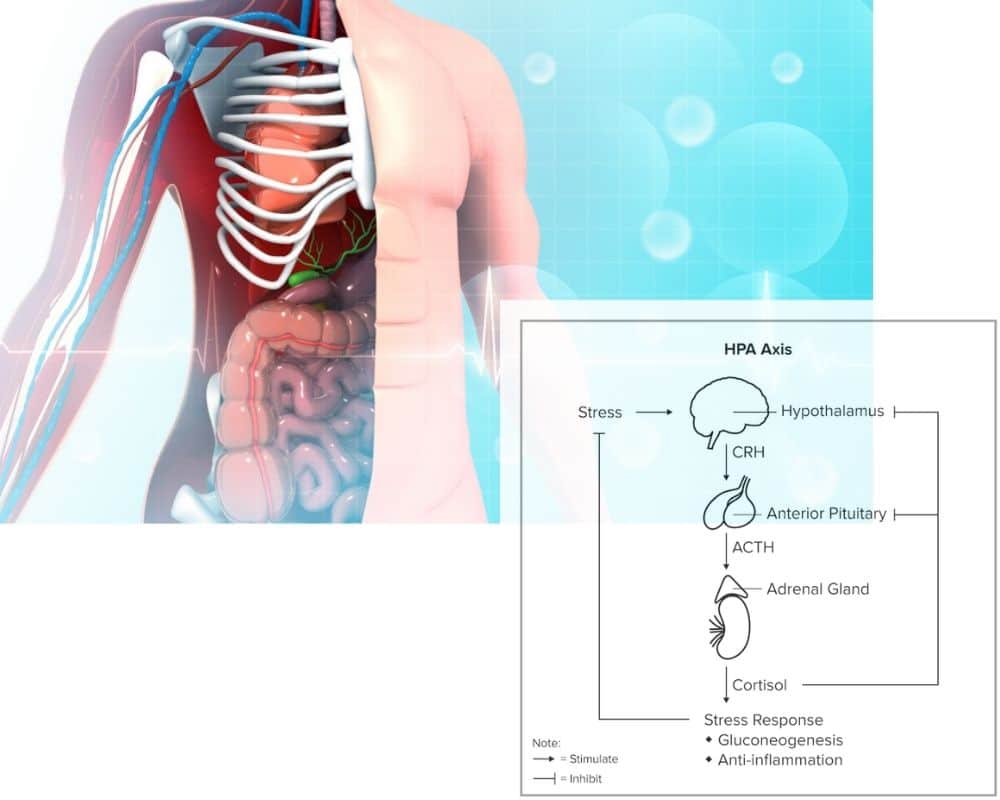 How Does Sermorelin Boost HGH Levels in Adults With Deficiencies