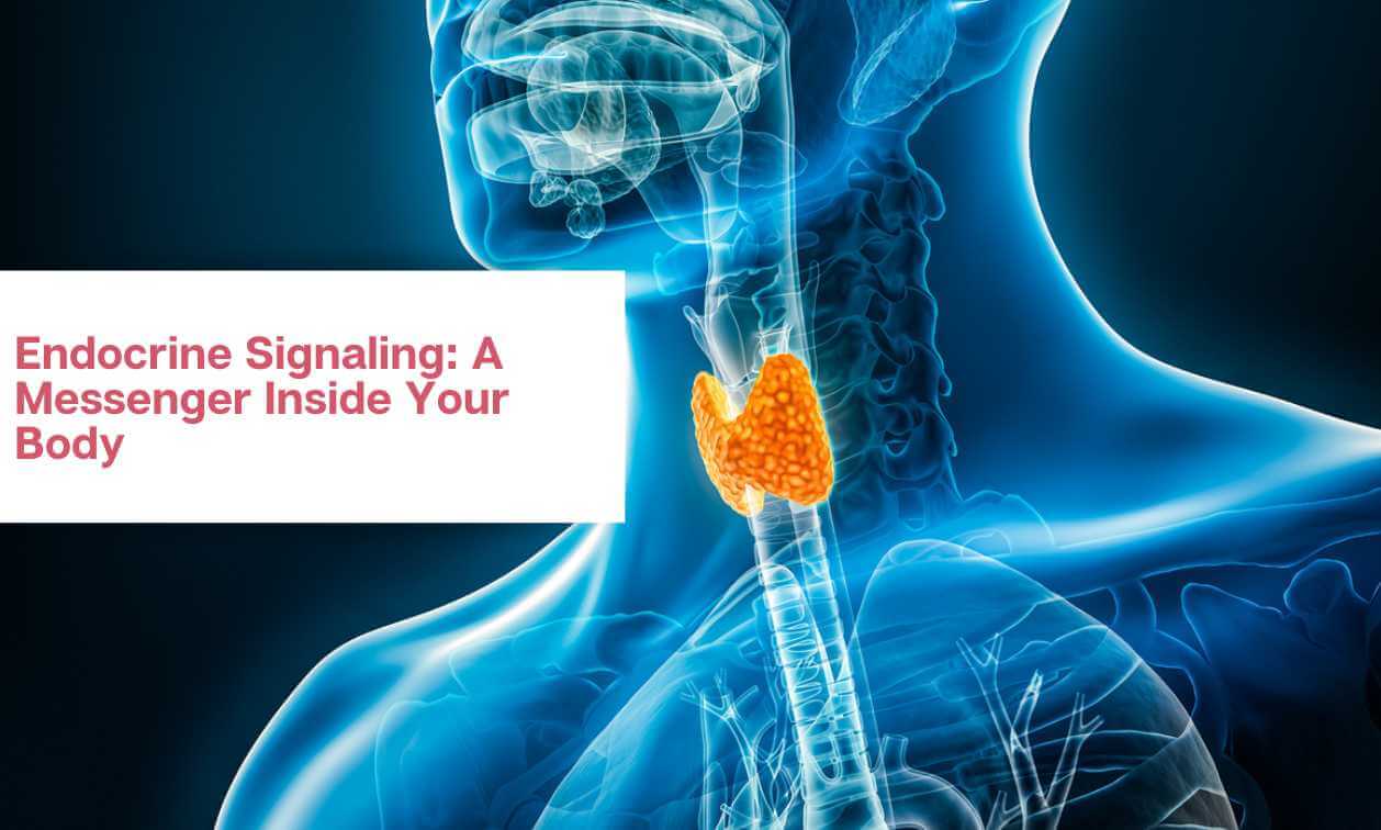 Endocrine Signaling A Messenger Inside Your Body