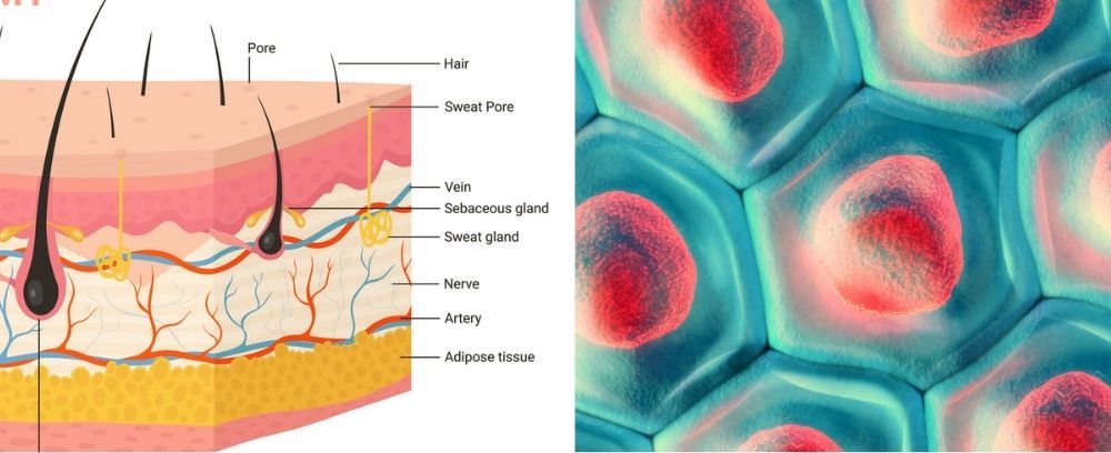 How does growth hormone repair damaged skin