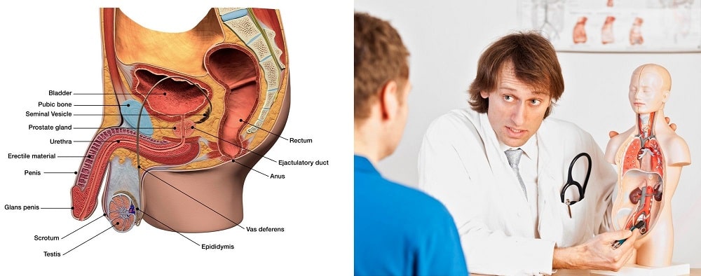 How the Male Urinary System Works