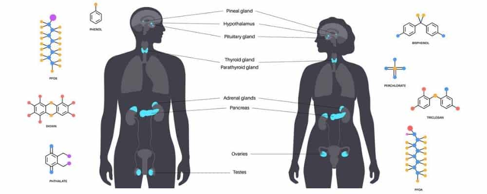 endocrine disruptors