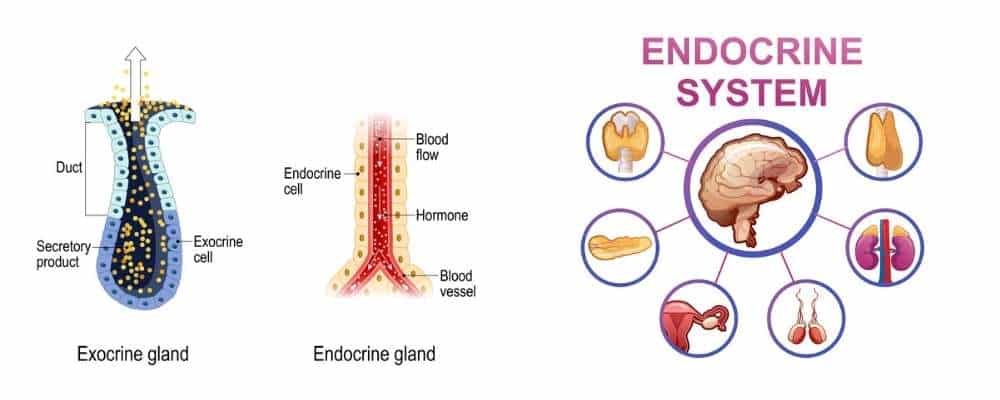 endocrine vs exocrine glands