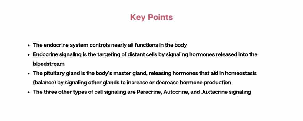 key points about endocrine signaling