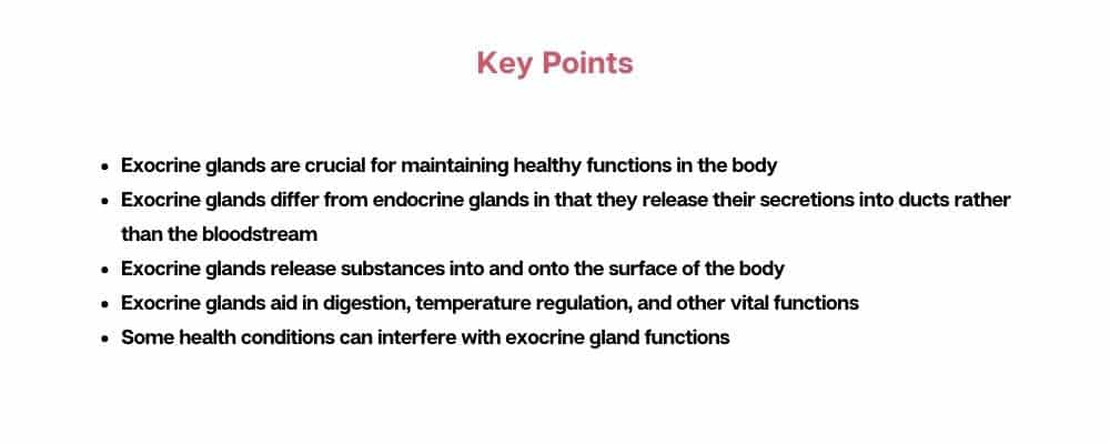 key points about the function of exocrine glands