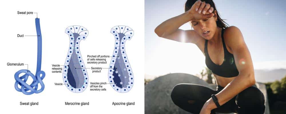 the structure of human's sweat glands