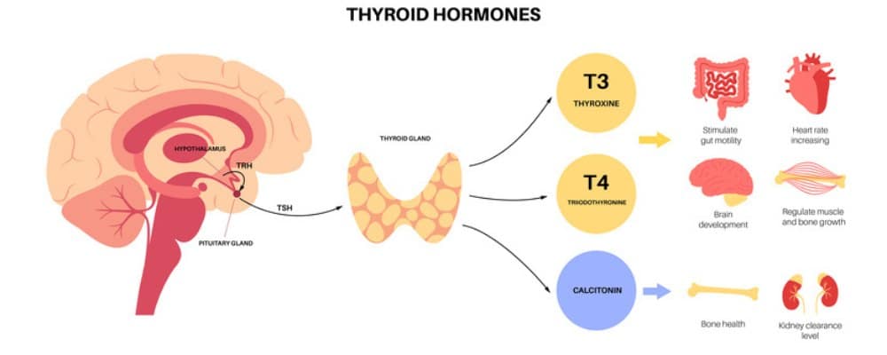 thyroid hormones